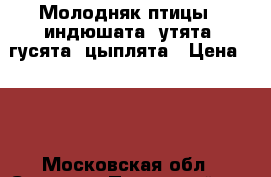 Молодняк птицы - индюшата, утята, гусята, цыплята › Цена ­ 70 - Московская обл., Сергиево-Посадский р-н, Сергиев Посад г. Животные и растения » Птицы   